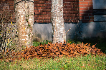 Dry dried tree leaves covered on the ground around a tree trunk. Close view.