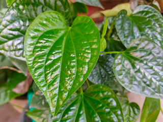 Green betel leaf. One of herbal plant for any purposes of medical treatment.