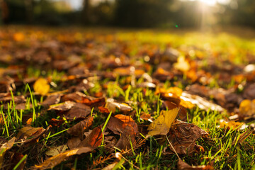 Herbst Stimmung | Blätter Laub im Gras