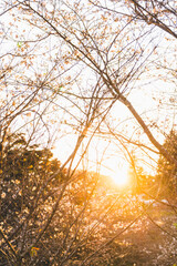 Obraz na płótnie Canvas 夕日の光と桜の枝と花