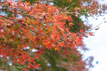 廃線の道沿いに咲く紅葉のもみじ