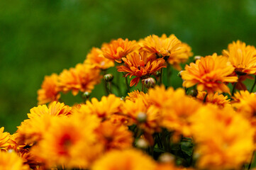 orange flower in the garden