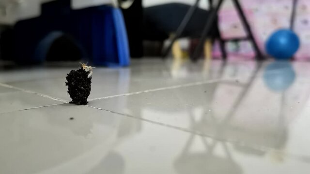 Timelapse termites or white ants build nests in the house