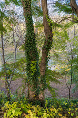 緑の植物に巻かれた木