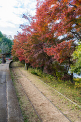 廃線の道沿いに咲く紅葉のもみじ