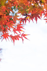 廃線の道沿いに咲く紅葉のもみじ