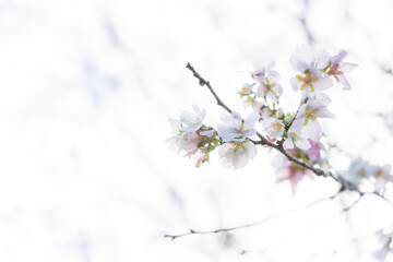 日本の四季桜と紅葉の風景