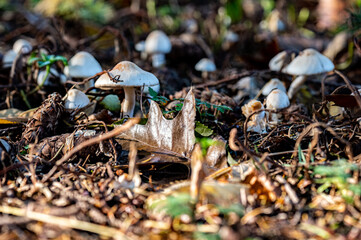 Fall Fungi.