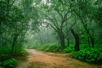 View of misty forest along walk ways of Matheran hill station  near Mumbai on Sahyadri range of...