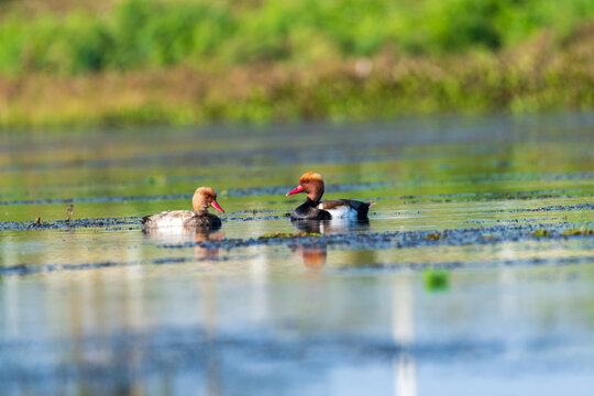 
Ducks playing in a beautiful swamp in Thailand
