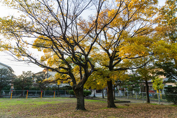 秋の日の公園風景