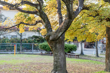 Fototapeta premium 秋の日の公園風景