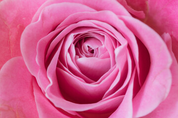 ピンク色の薔薇の花　マクロ