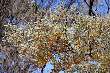 Mulga Tree in flower NSW Australia