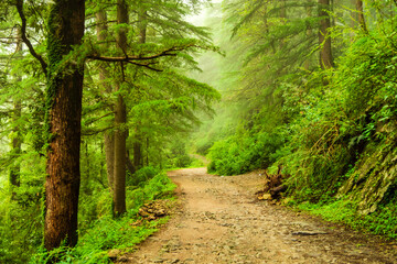 Fototapeta premium View enroute to Triund trekking trail at Mcleodganj, Dhramshala, Himachal Pradesh, India.