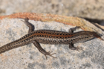 White's Skink sunning it self on a sandstone rock