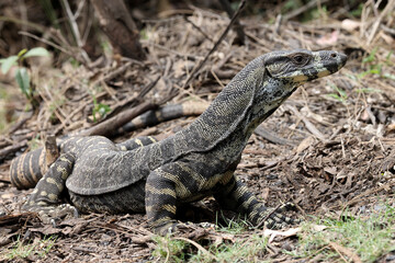 Lace Monitor standing up on front legs