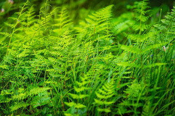 A fern is a member of a group of vascular plants that reproduce via spores. Tree fern an primitive epiphyte ferns in the order Cyatheales grows upon another plant, found in moist tropical areas.