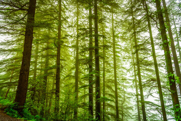 View enroute to Triund hiking trail through lush green landscape at Mcleod ganj, Dharamsala, Himachal Pradesh, India. Triund hill top offers view of himalyan peaks of Dhauladhar range.