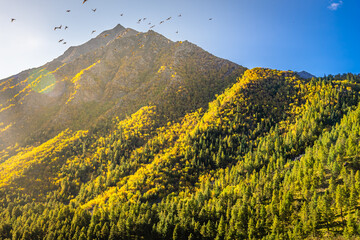 Autumn forest landscape of Himalayas at Chitkul, Sangla Valley, Himachal Pradesh, India.