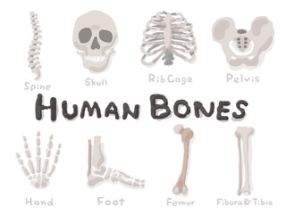 Set of Human bones; Hand drawn vector illustration like woodblock print