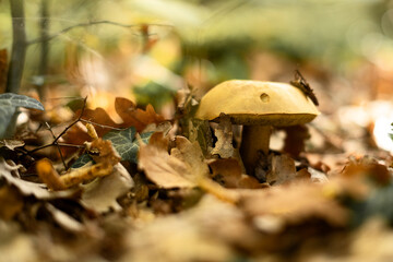 Beautiful yellow edible mushroom in the forest in autumn