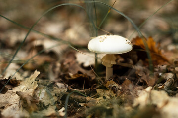 Poisonous mushroom Pale toadstool in the forest