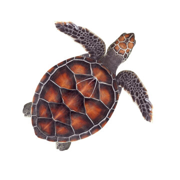 Baby sea turtle on white background