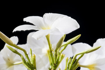 Obraz premium White flowers with green leaves over night sky