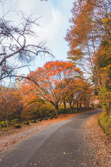 紅葉した木々と道路
