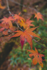 日本のもみじの葉
