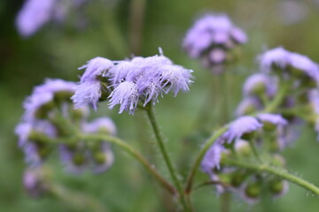 Drops on  lavender flora