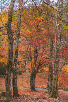 日本の紅葉した木々と葉 © Kengo/ けんご