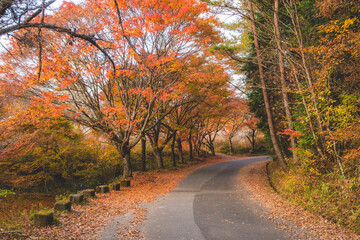 Fototapeta na wymiar 紅葉した木々と道路