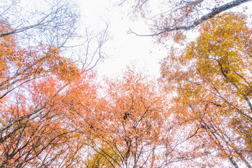 日本の紅葉した木々と葉