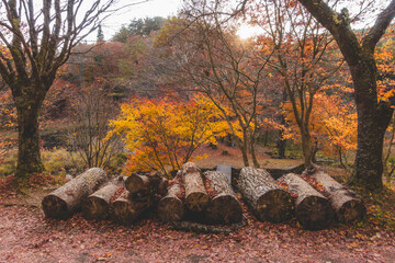 日本の紅葉した木々と葉
