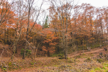 Fototapeta premium 日本の紅葉した木々と葉