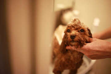 小型犬のシャンプー　イメージ