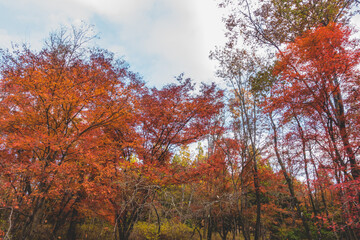 日本の紅葉した木々と葉