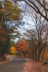 日本の紅葉した木々と葉