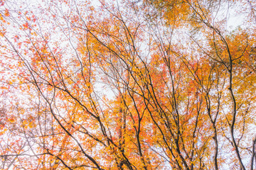 日本の紅葉した木々と葉
