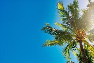 Fototapeta na wymiar Fresh green strong palm tree against the bright blue sky. Beautiful tropical background. Summer vacation