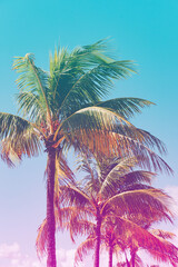 Fototapeta na wymiar Neon tropical background. Pink and blue gradient over palm tree backdrop. Trendy colors for blog or summer advertisement. 
