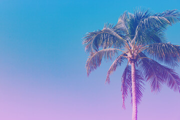 Fototapeta na wymiar Neon tropical background. Pink and blue gradient over palm tree backdrop. Trendy colors for blog or summer advertisement. 