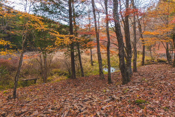 日本の紅葉した木々と葉