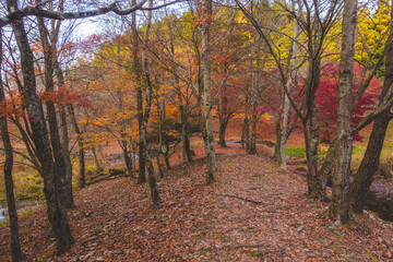 日本の紅葉した木々と葉