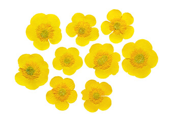 Set of pressed and dried flowers meadow buttercup isolated on white