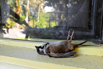 Dead bird on a glass window. Bird hitting or crashing into house or building accident.