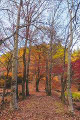 日本の紅葉した木々と葉