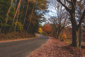 Obraz premium 紅葉した木々と道路